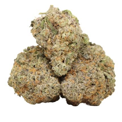 dank sinatra strain